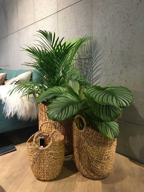 Mejores plantas de interior Plantas sin flor con formas y texturas interesantes Neea Flora